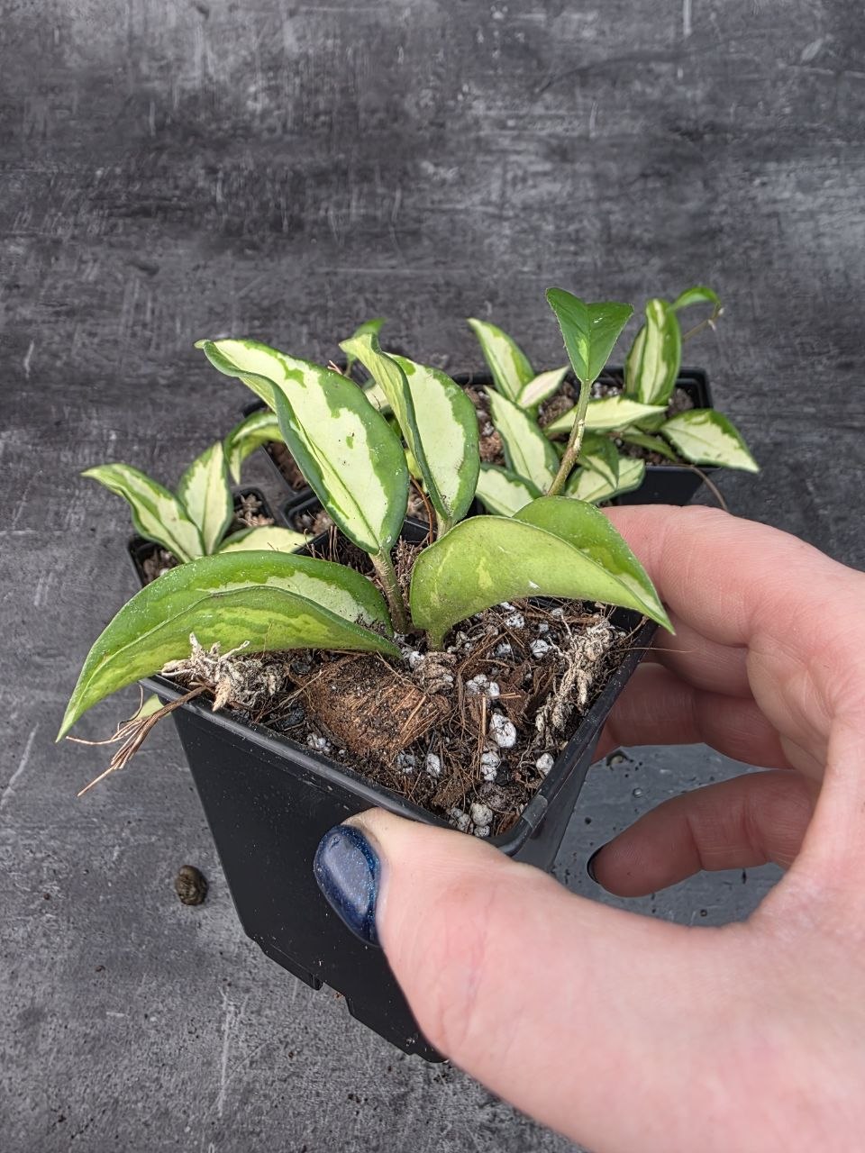Pěstírna KYTKYshop Hoya Carnosa Tricolor