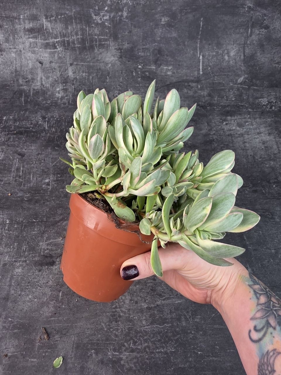 Crassula Swaziensis variegata 12 cm