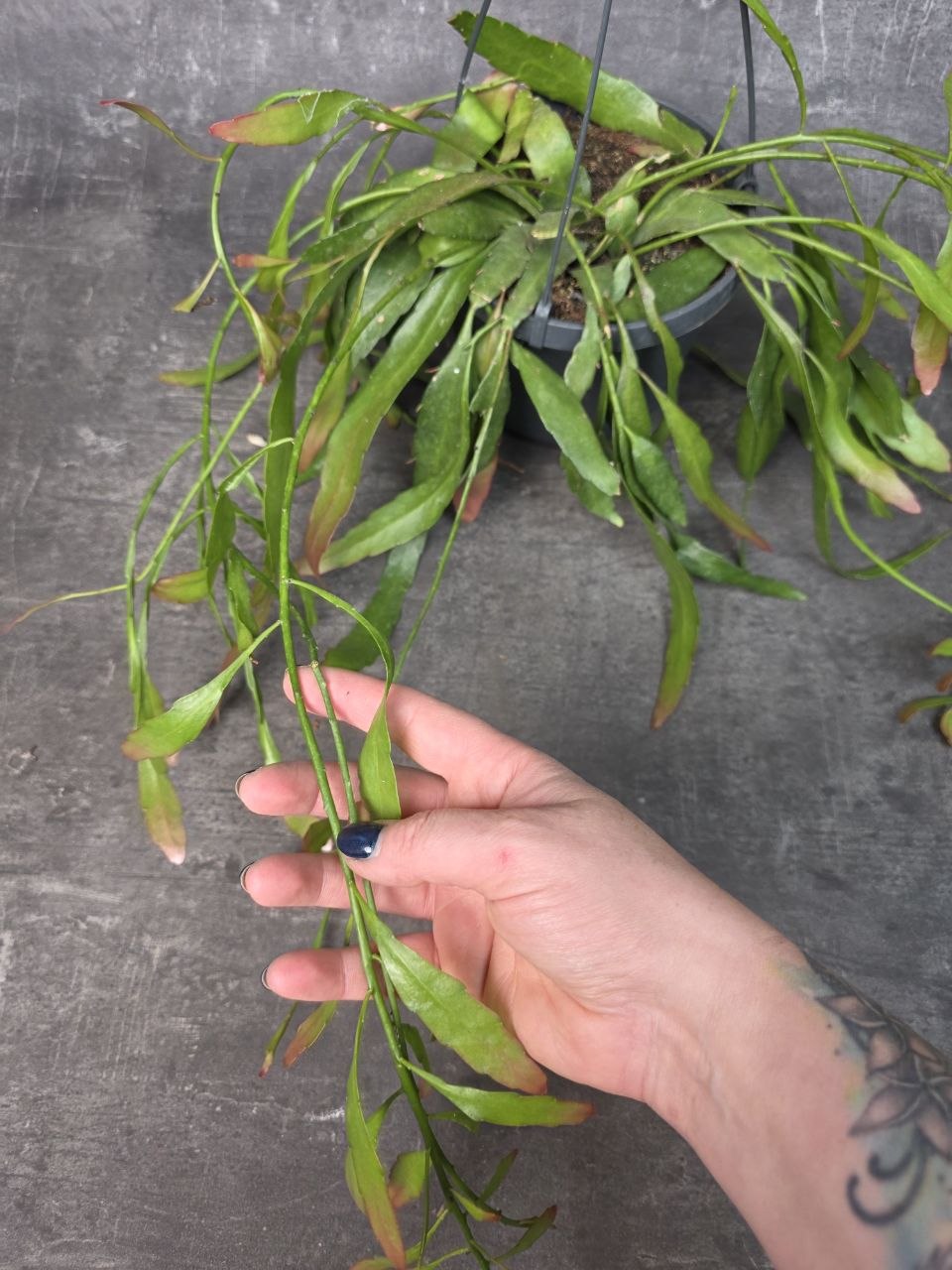 Rhipsalis Red Coral závěs