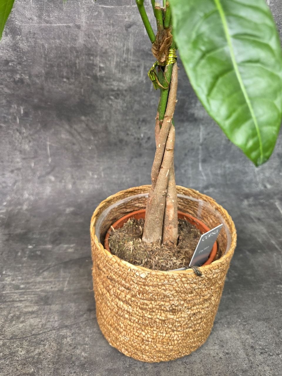Pachira Aquatica, strom štěstí 14 cm