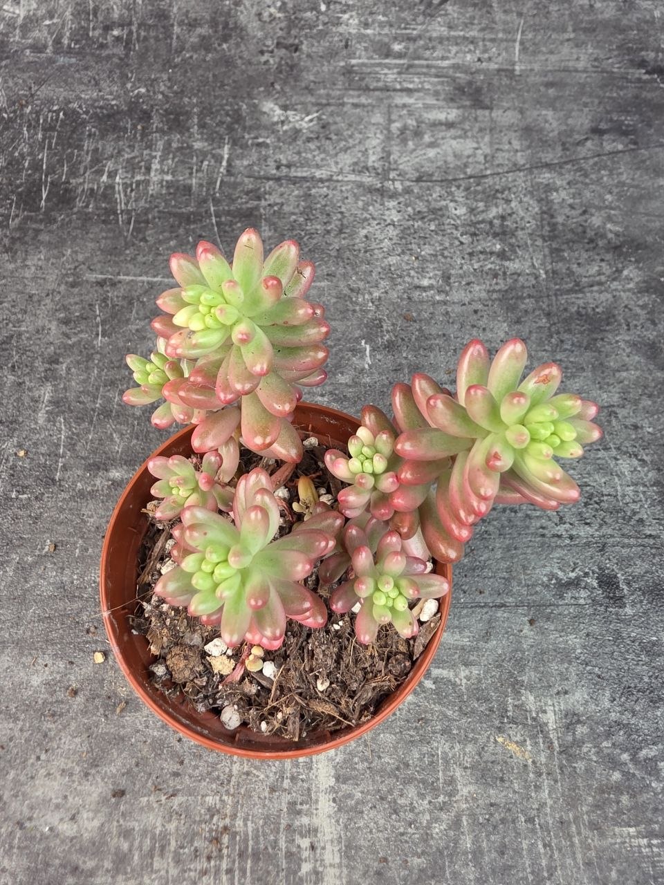 Sedum Rubrotinctum Aurora 8 cm