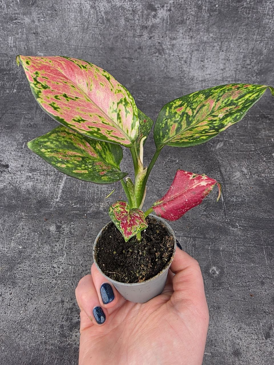 Aglaonema Lucky Red mini