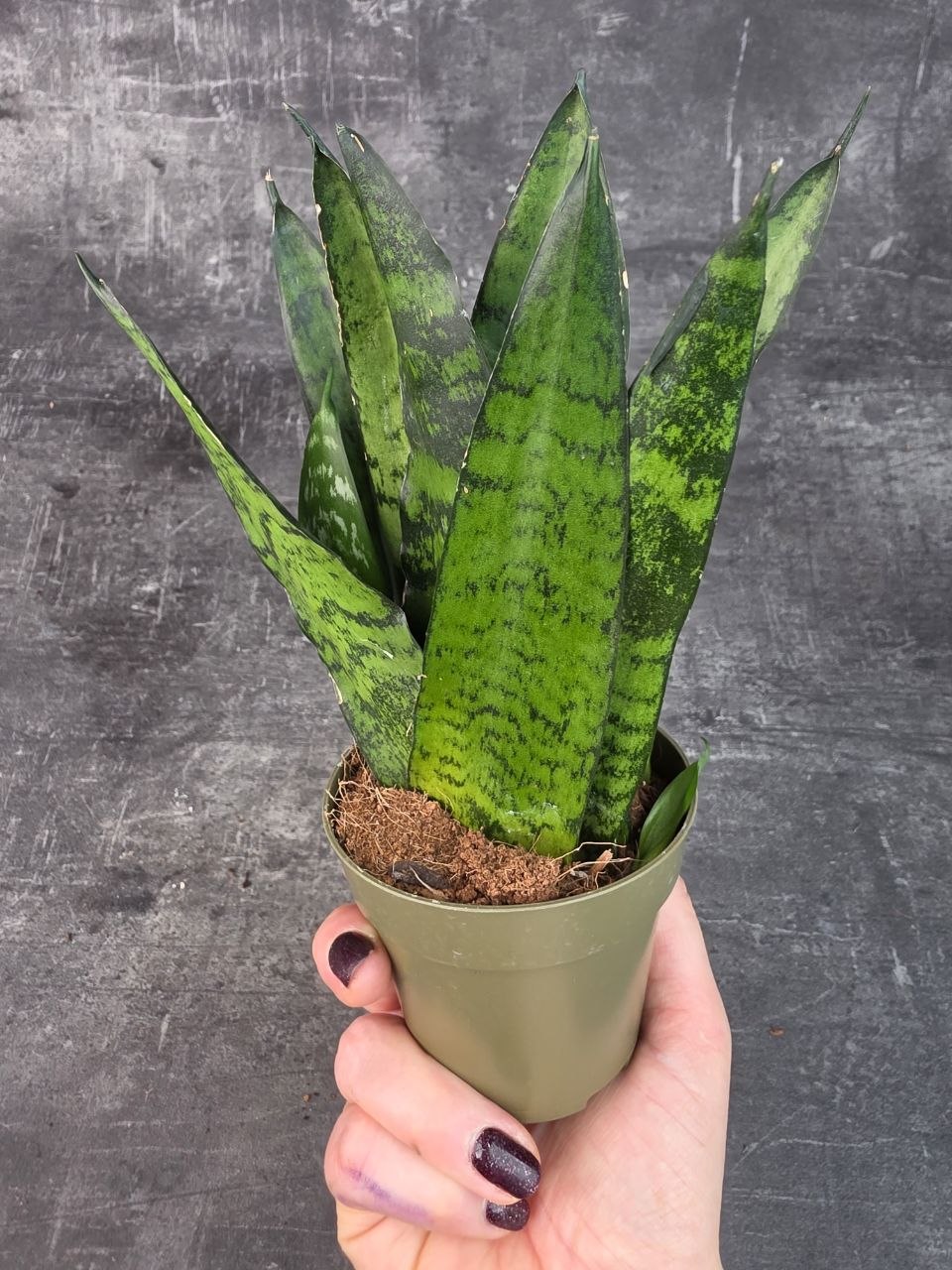 Sansevieria zeylanica ‘Fan’ pankáč 9 cm