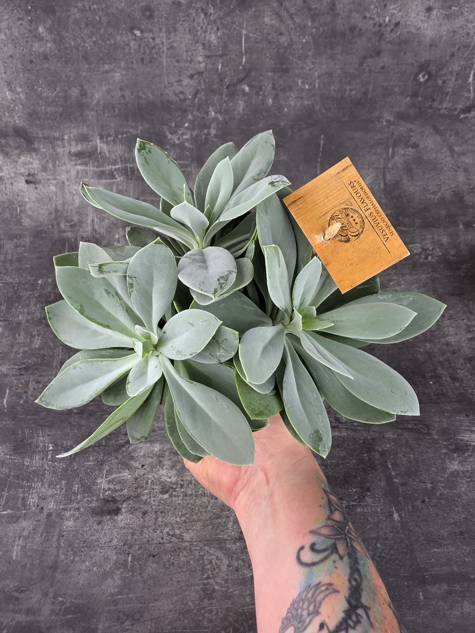 Senecio Mountain