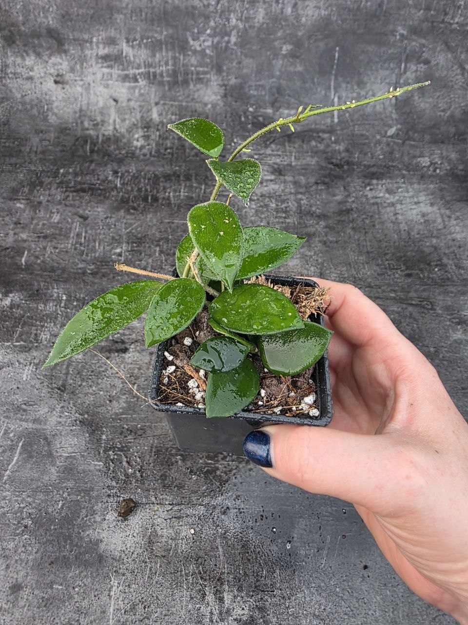 Pěstírna KYTKYshop Hoya chouke
