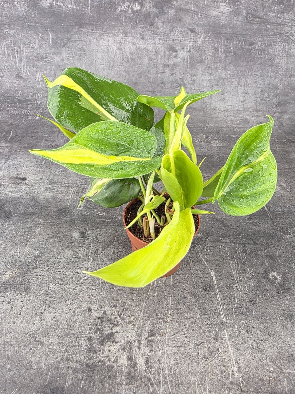 Philodendron Scandens Brasil 8 cm