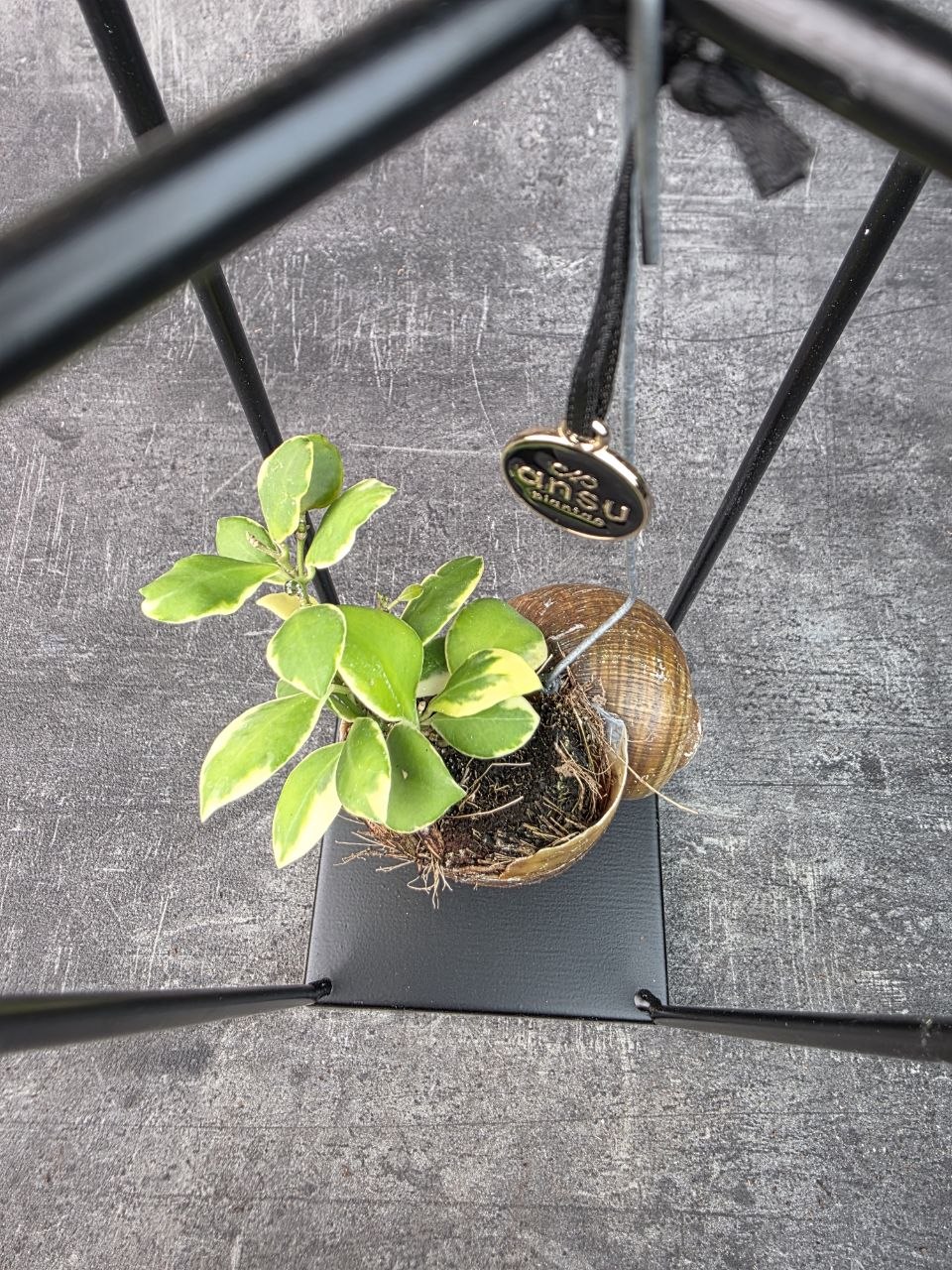 Hoya ve šnečí ulitě a černém čtveratém stojanu Hoya heuschkeliana variegata (8)