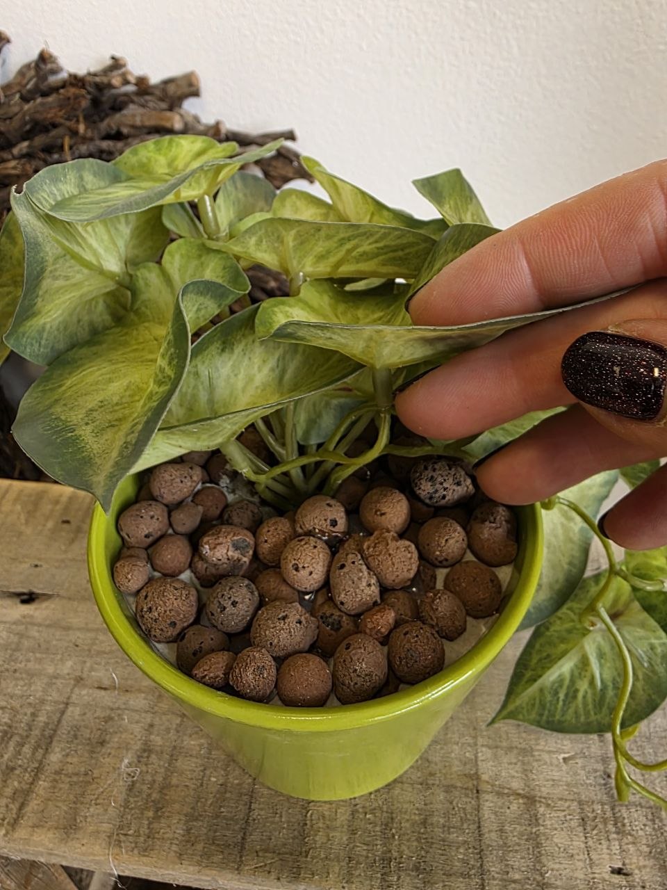 Imitace pokojová rostlina syngonium