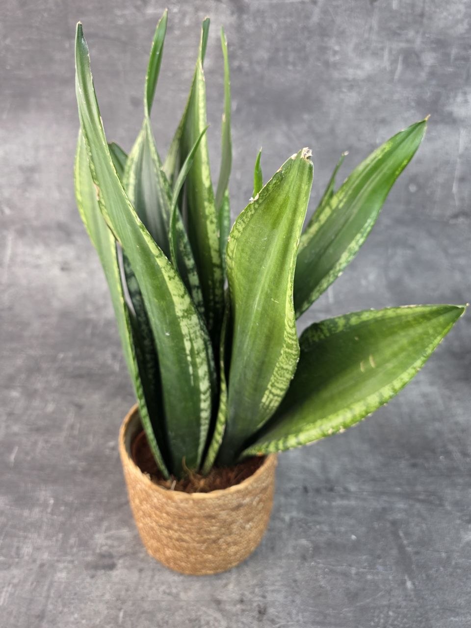 Sansevieria Zeylanica 17 cm