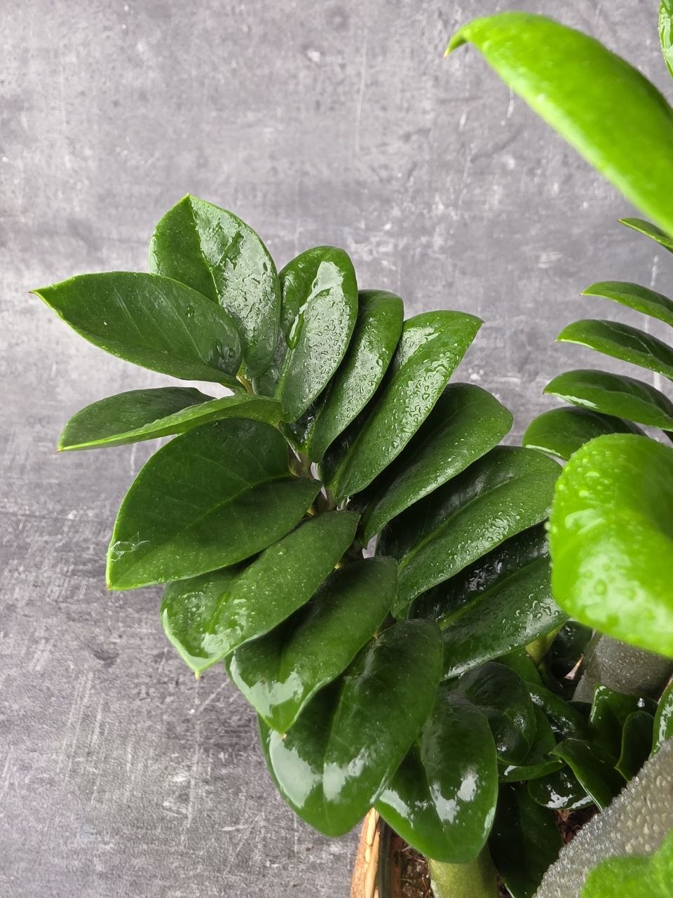 Zamioculcas Zamiifolia Zenzi 14 cm