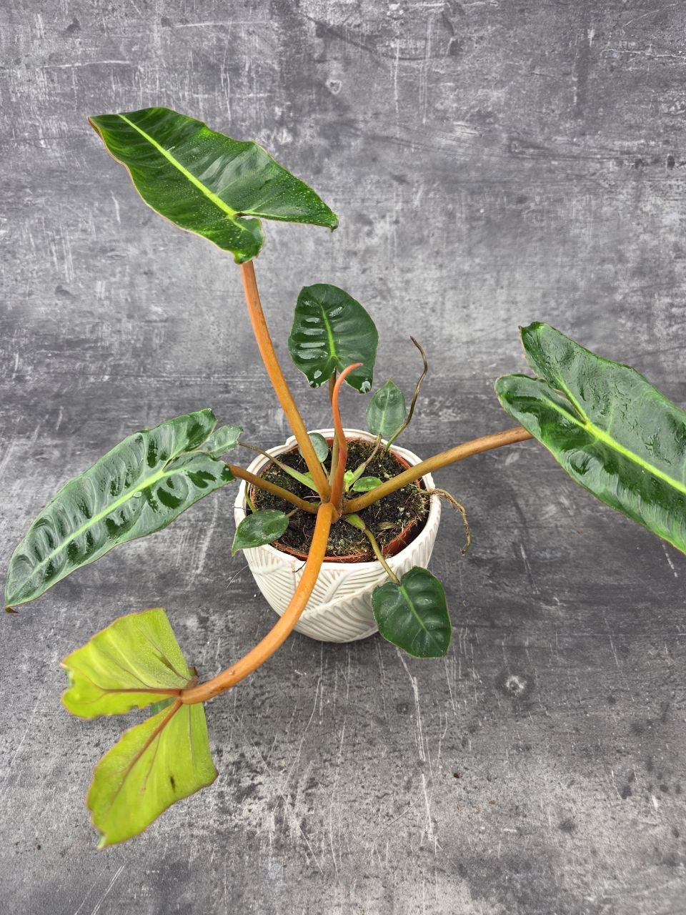 Philodendron Billietiae