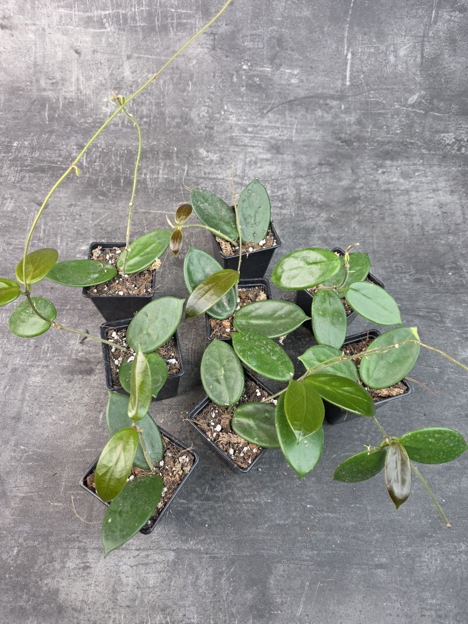 Pěstírna KYTKYshop Hoya Vangviengiensis