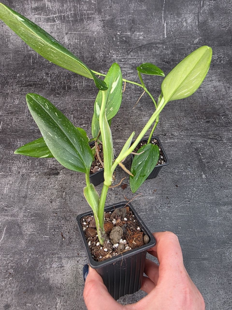 Pěstírna KYTKYshop Philodendron Cobra