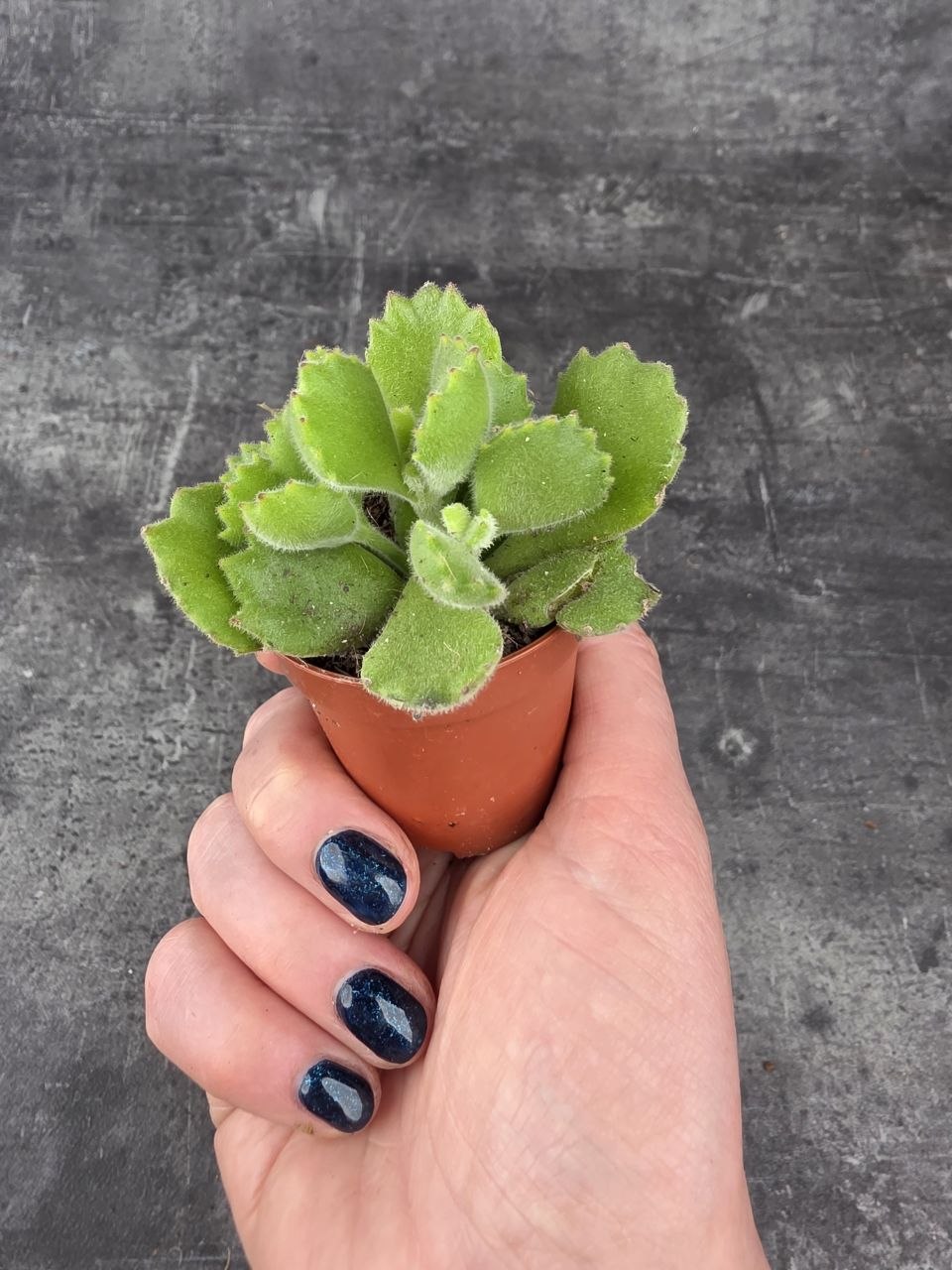Cotyledon ladysmithiensis mini