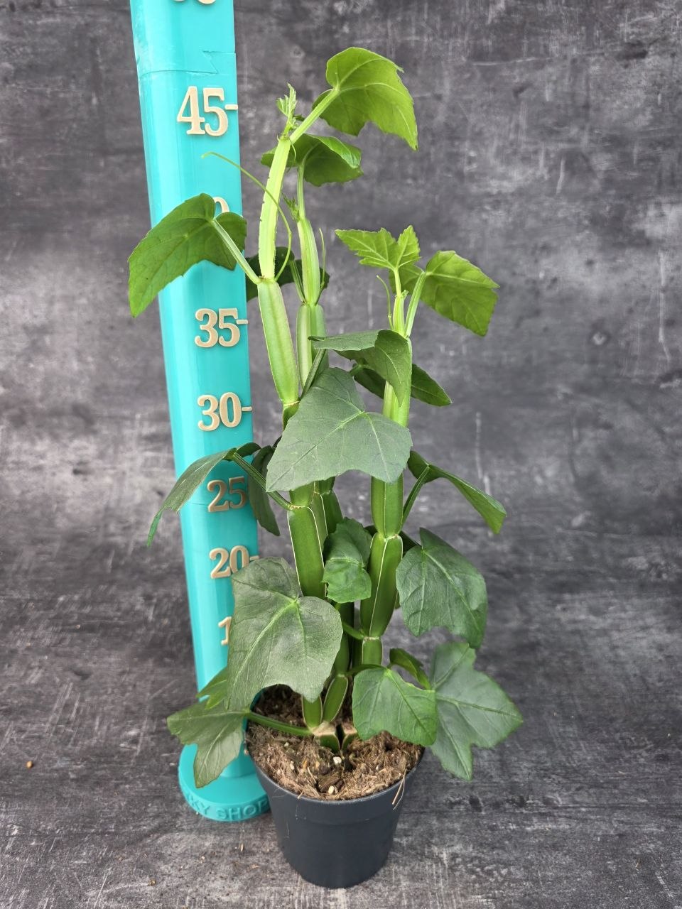  Cissus Quadrangularis 12 cm
