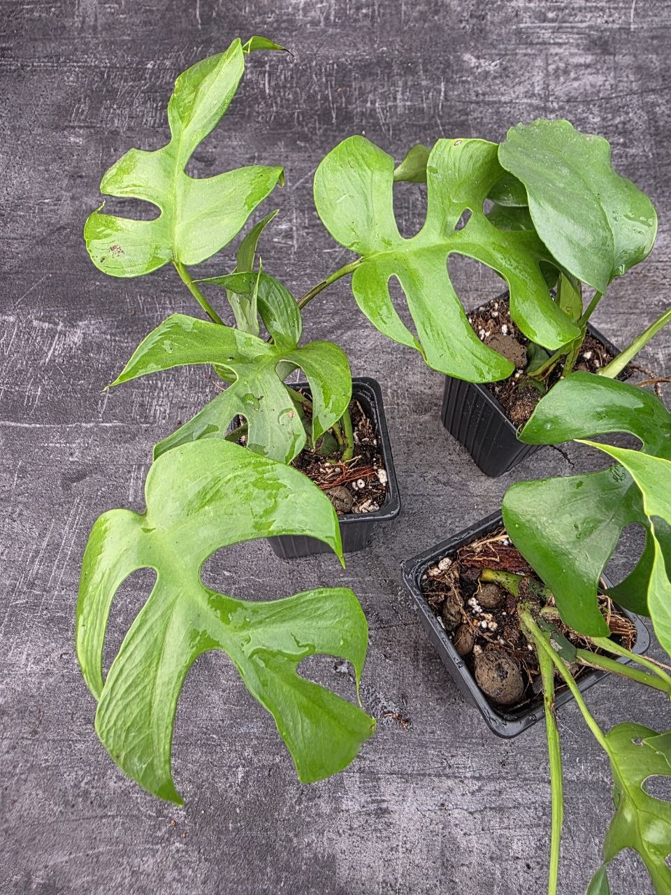 Pěstírna KYTKYshop Rhapidophora Tetrasperma L