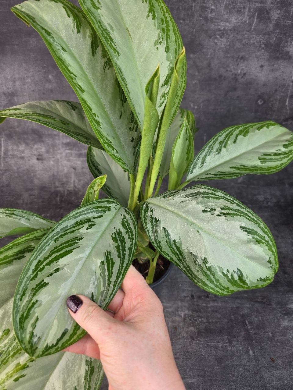 Aglaonema Silver Bay 17 cm