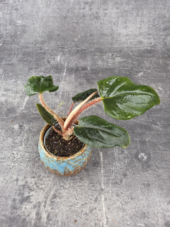 Philodendron Squamiferim