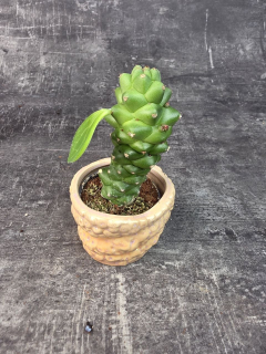 Euphorbia Ritchiei mini