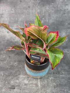 Aglaonema Crete Flame