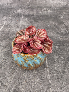 Peperomia Caperata Cuito mini