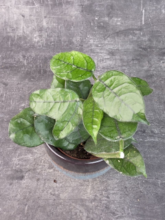 Hoya Villosa 12 cm