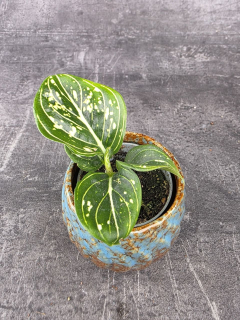 Aglaonema Tom’s Pride mini