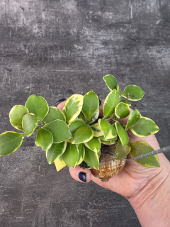 Hoya ve šnečí ulitě heuschkeliana 3