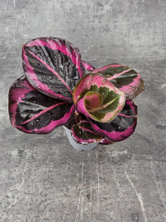 Calathea roseopicta Dotie mini