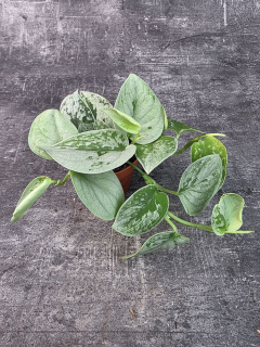 Scindapsus Pictus Silvery Ann 8 cm