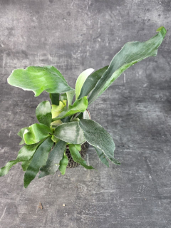Platycerium Bifurcatum 12 cm