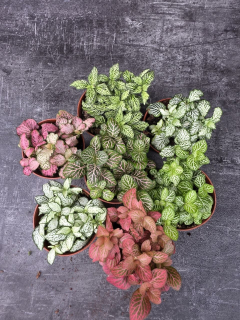Fittonia výběr z více barev 8,5 cm