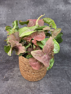 Syngonium Red Heart 14 cm