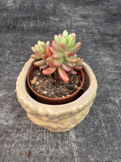 Sedum Rubrotinctum Aurora mini