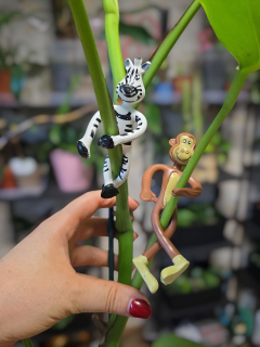 Zebra a opice klips