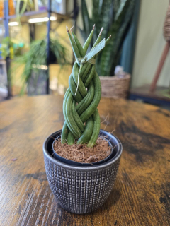 Sansevieria Cylindrica cop mini