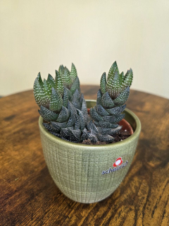 Haworthia Reinwardtii