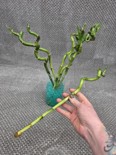 LUCKY BAMBOO 40 cm spiral