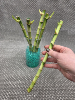 Rovný bambus LUCKY BAMBOO 30 cm rovný