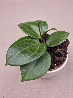 Hoya Sarawak, raritní
