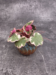 Saxifraga stolonifera  mini
