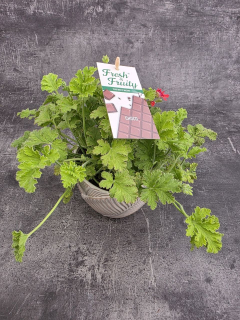 Pelargonium graveolens čokoláda