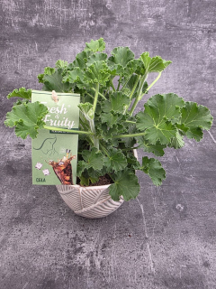 Pelargonium graveolens Coca-cola