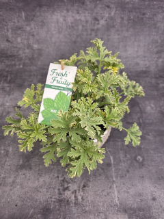 Pelargonium graveolens máta