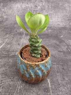 Euphorbia Ritchiei mini