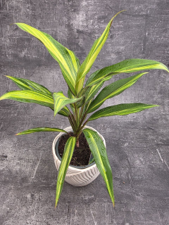 Cordyline Fruticosa Kiwi