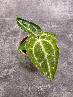 Anthurium Crystallinum mini