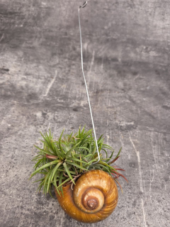 Tillandsia ve šněčí ulitě