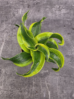 Dracaena Compacta Tornado mini