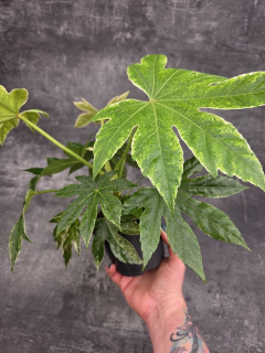 Fatsia SpiderWeb
